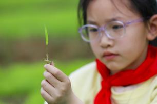 江西吉安：儿童到育秧基地观察水稻秧苗