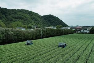杭州：AI智能采茶机器人开采明前西湖龙井