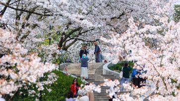 杭州：市民漫步“樱花阶梯”