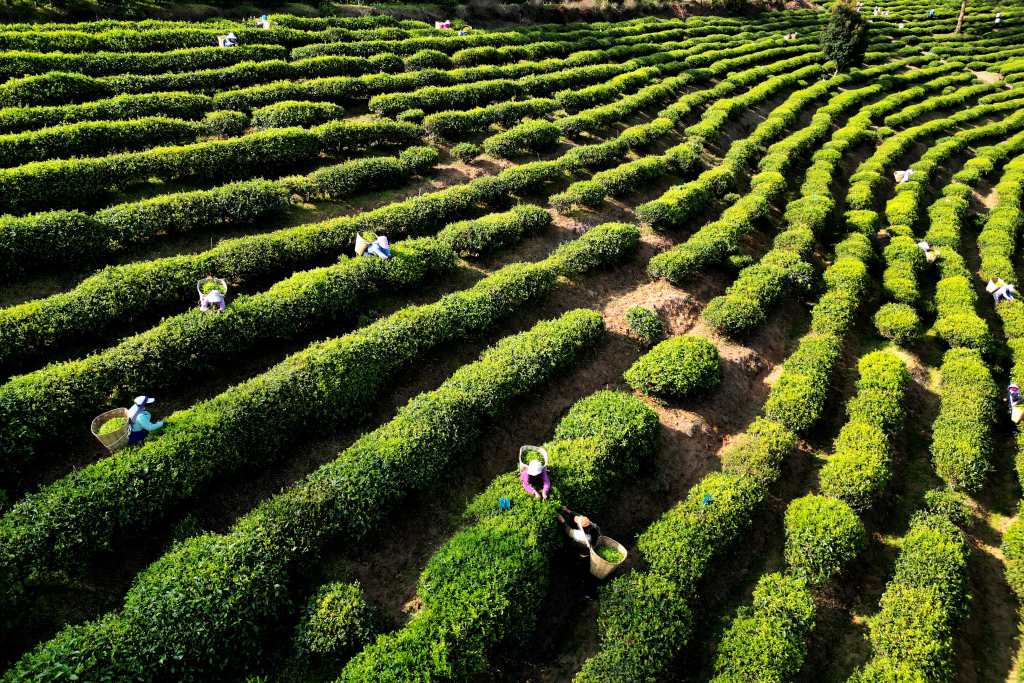 云南大理：万亩春茶进入采摘期