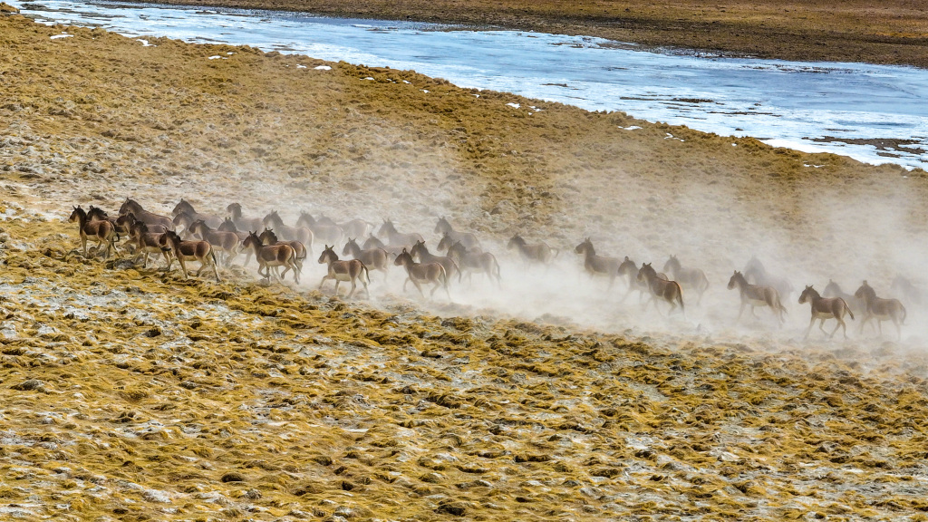 西藏阿里：成群藏野驴雪山下奔驰