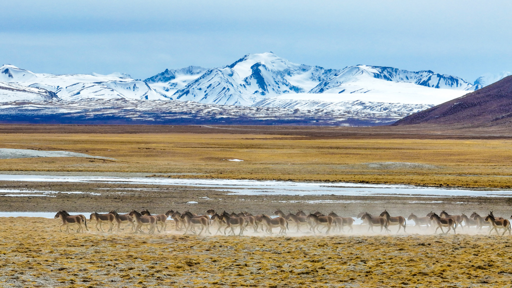西藏阿里：成群藏野驴雪山下奔驰