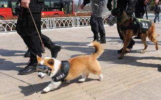 山东潍坊：全国首只柯基警犬“福仔”亮相