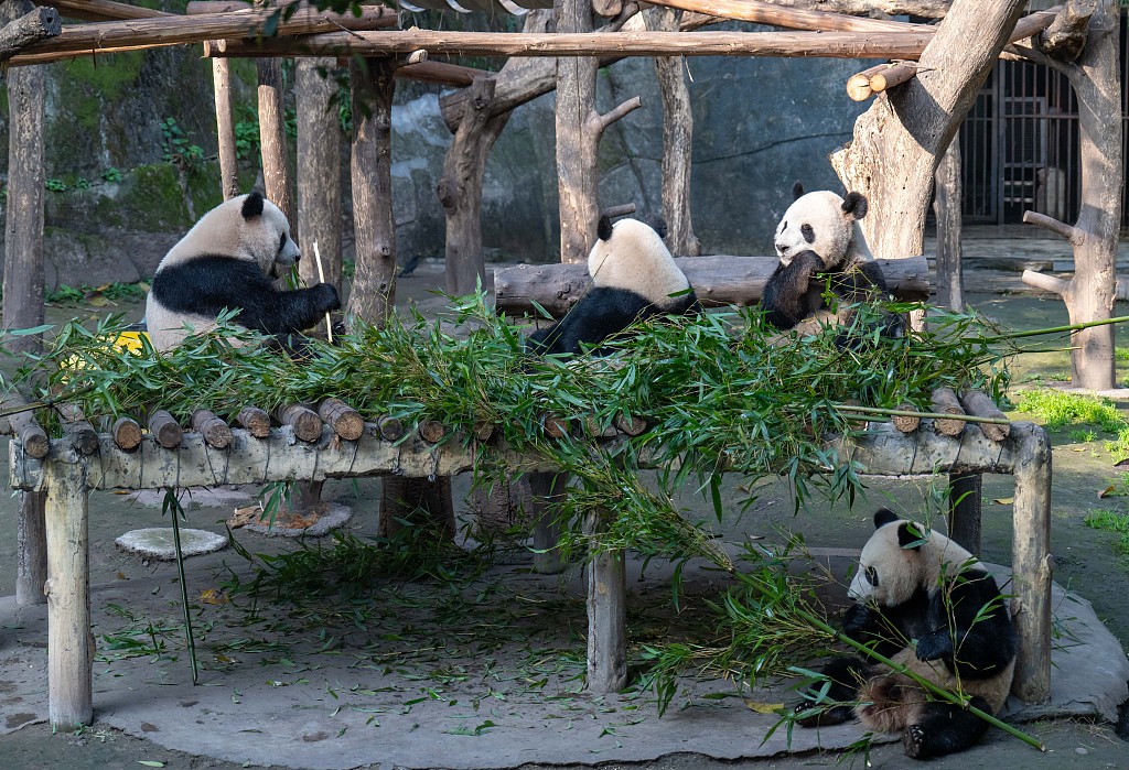 重庆动物园大熊猫“四喜丸子”围炉聚餐