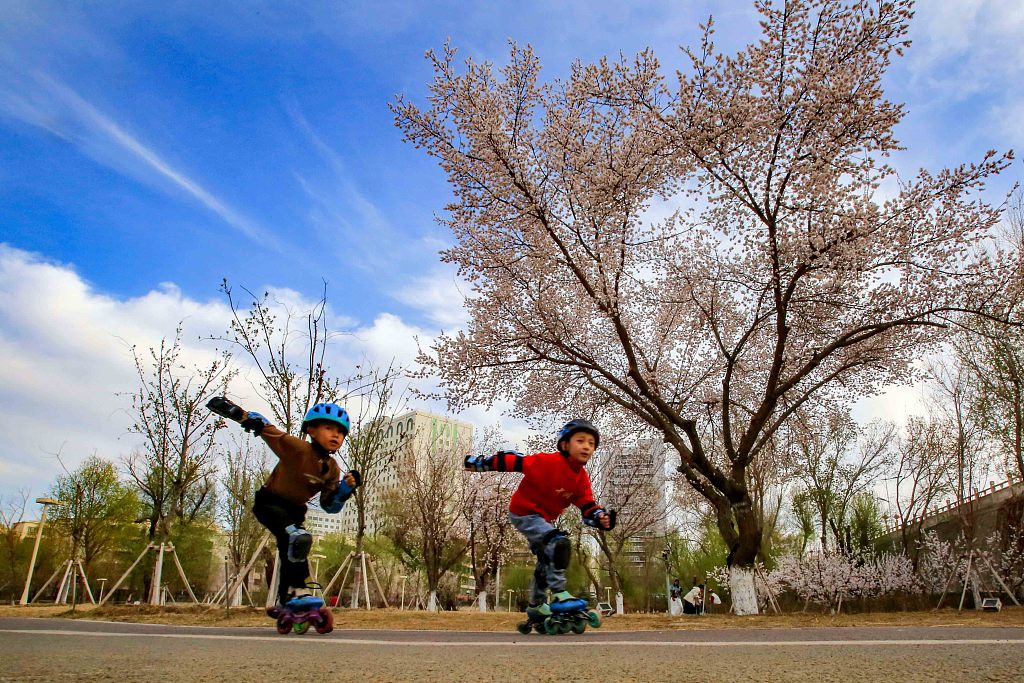 新疆哈密湿地公园杏花香 市民踏青赏花