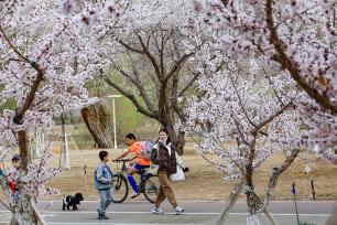 新疆哈密湿地公园杏花香 市民踏青赏花