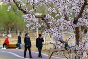 新疆哈密湿地公园杏花香 市民踏青赏花
