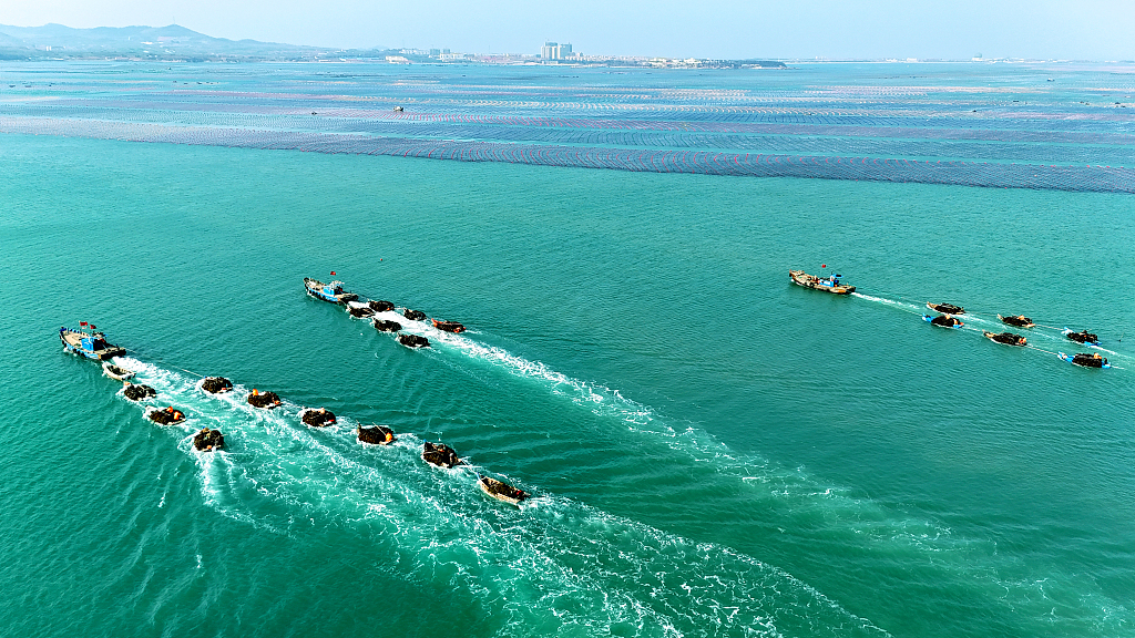 山东威海：海带“舰队”满载而归