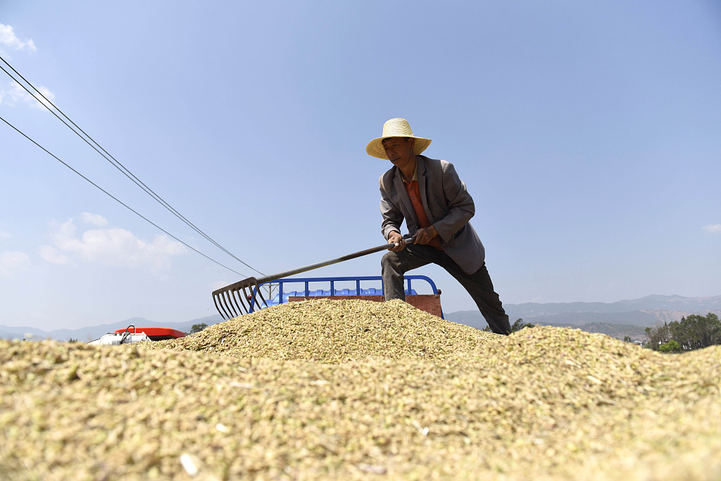 云南大理：村民驾驶收割机收割大麦