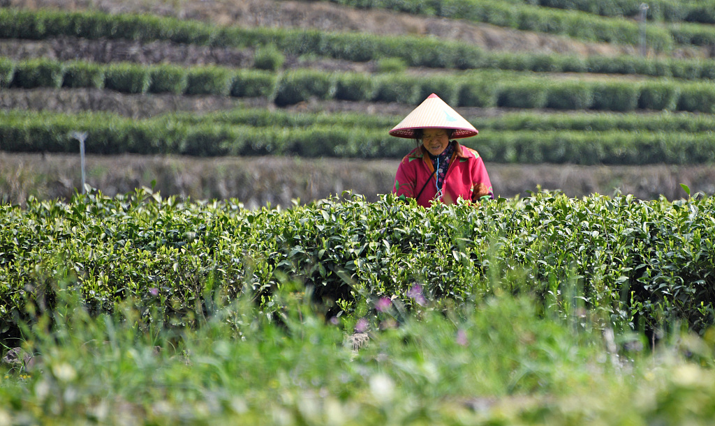 浙江台州：茶农采摘“雨前茶”