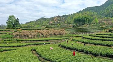 浙江台州：茶农采摘“雨前茶”