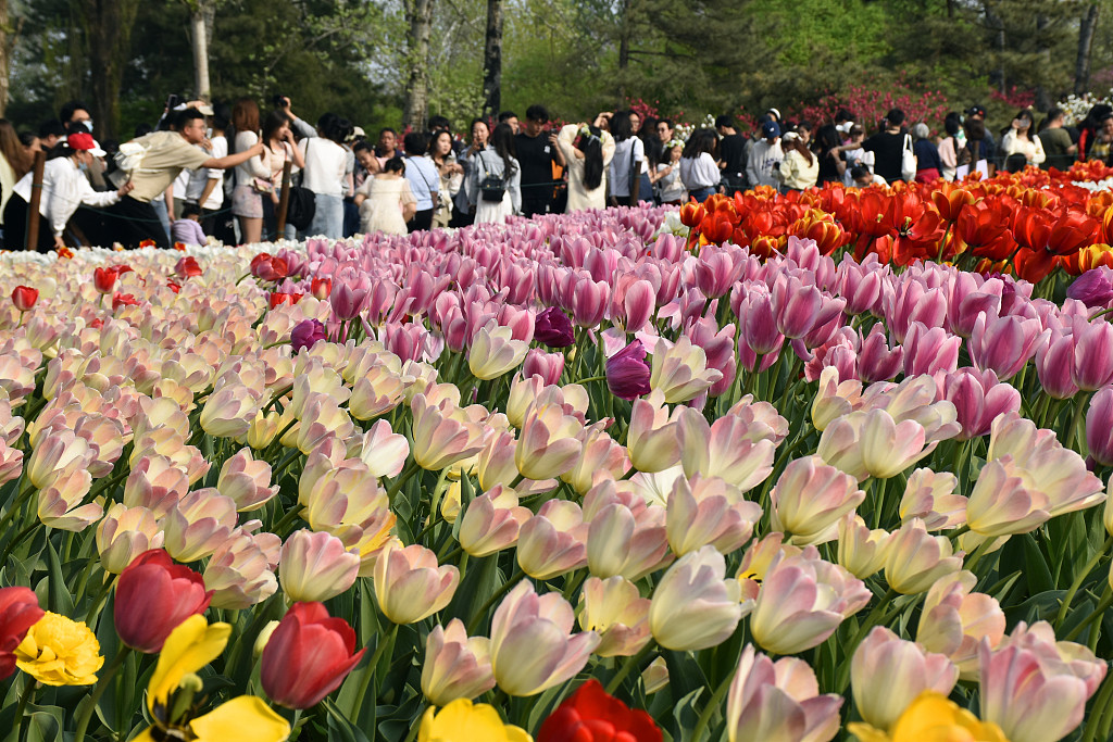 国家植物园20余万株郁金香盛开