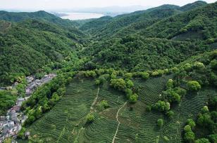 杭州：西湖龙井茶园绿意盎然