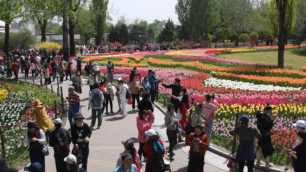 北京：国家植物园郁金香盛开
