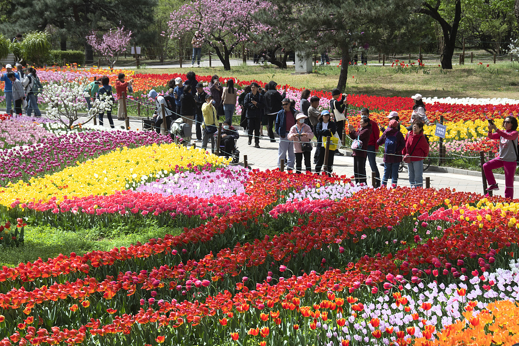 北京：国家植物园郁金香盛开