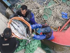 浙江舟山：渔民撒网捕捞马鲛鱼