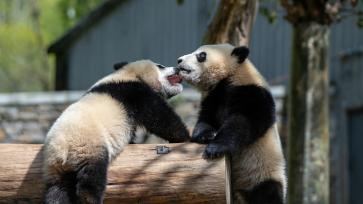 四川阿坝州：大熊猫“携娃”亲昵出镜