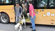 国际导盲犬日 广州新增“导盲犬形象巴士”