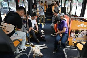 国际导盲犬日 广州新增“导盲犬形象巴士”