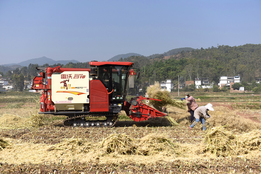 云南大理：农机手驾驶收割机抢收油菜