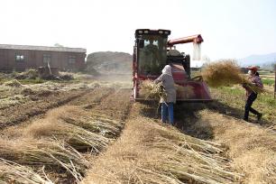 云南大理：农机手驾驶收割机抢收油菜