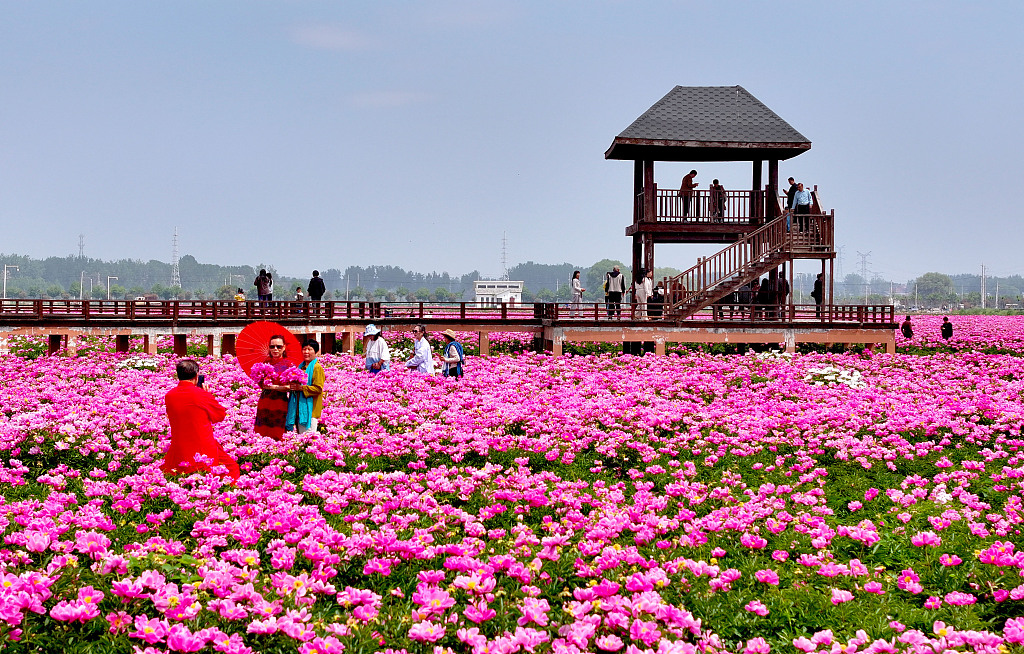 安徽亳州：万亩芍药花迎来盛开期