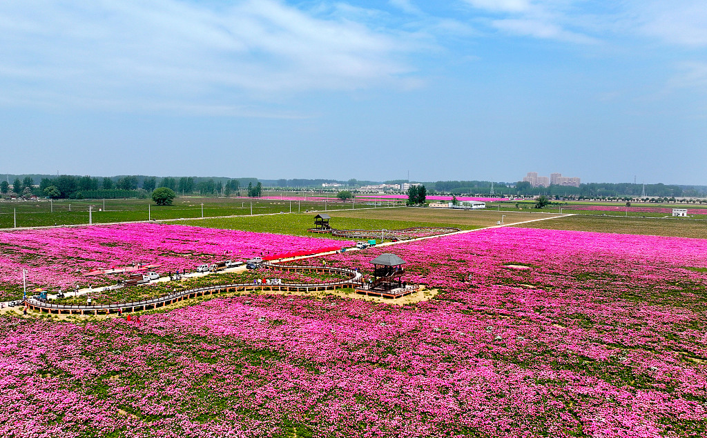 安徽亳州：万亩芍药花迎来盛开期