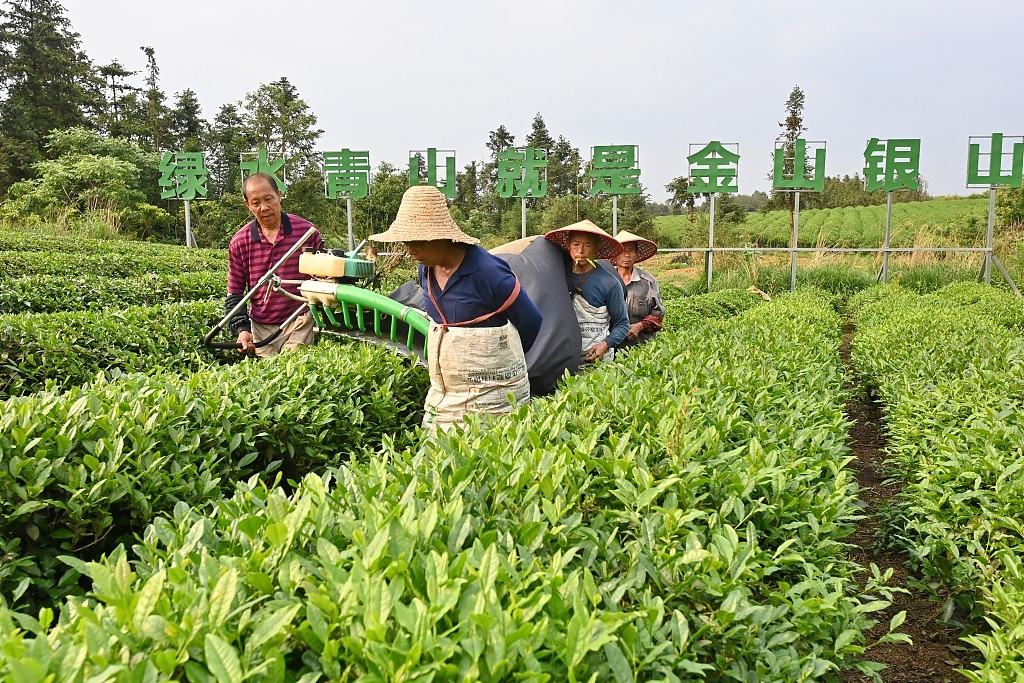 江西抚州：机采春茶 促进茶农增收
