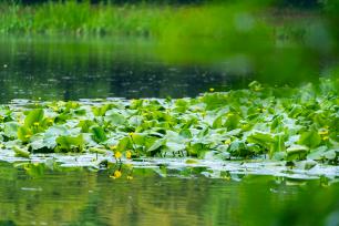 杭州西湖睡莲绽放 水鸟在湖面捕食