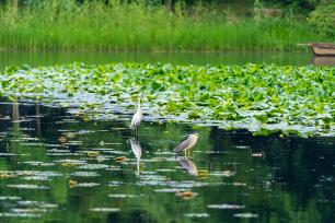 杭州西湖睡莲绽放 水鸟在湖面捕食