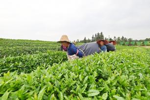 江西抚州：机采春茶 促进茶农增收