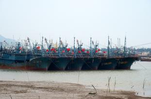 浙江台州：东海渔船返回金清渔港休渔