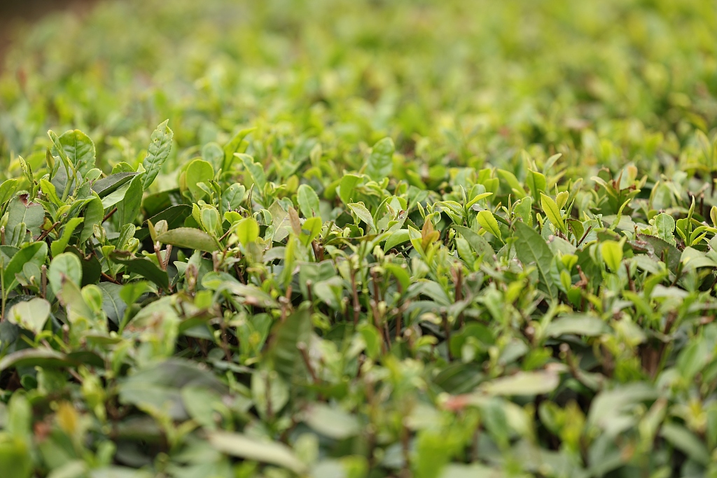 山东日照：露天绿茶迎采摘季