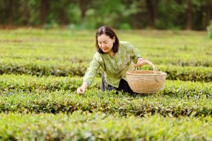 山东日照：露天绿茶迎采摘季