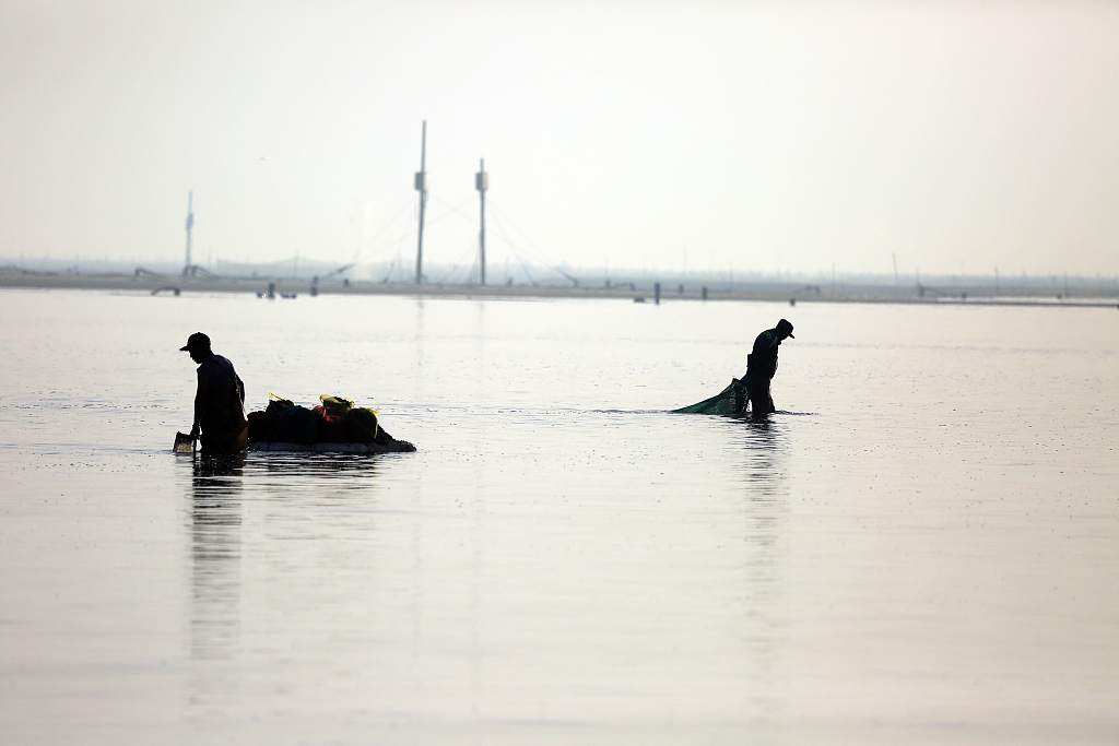 山东日照：海上“春耕” 渔民打捞蛤蜊苗