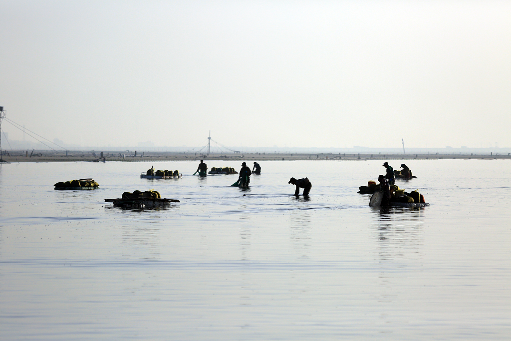 山东日照：海上“春耕” 渔民打捞蛤蜊苗