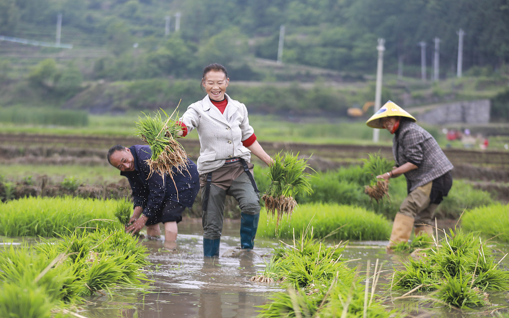 贵州毕节：农民水田插秧笑开颜