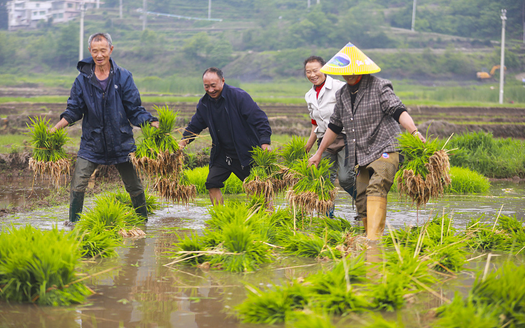 贵州毕节：农民水田插秧笑开颜