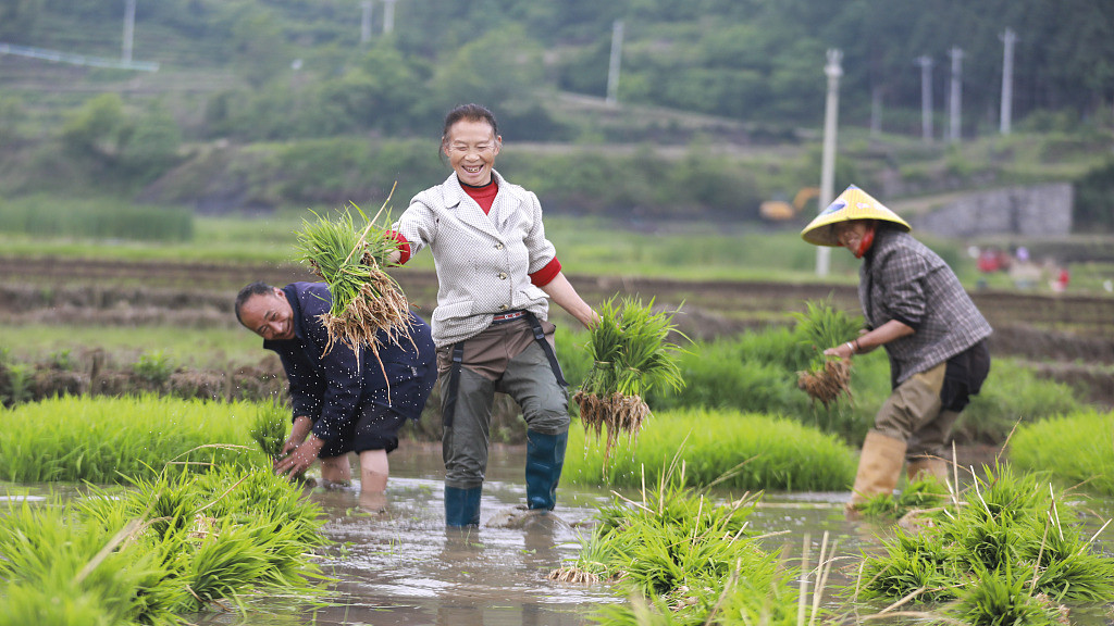 贵州毕节：农民水田插秧笑开颜