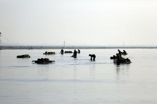 山东日照：海上“春耕” 渔民打捞蛤蜊苗