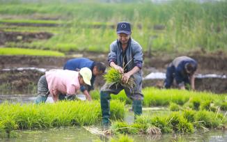 贵州毕节：农民水田插秧笑开颜