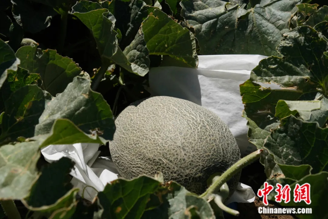 
广州各大医院黄牛代挂号电话票贩子号贩子网上预约挂号,住院检查加快,这种以城市命名的水果，蕴藏了怎样的“甜蜜”？