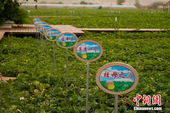 
广州各大医院黄牛代挂号电话票贩子号贩子网上预约挂号,住院检查加快,这种以城市命名的水果，蕴藏了怎样的“甜蜜”？