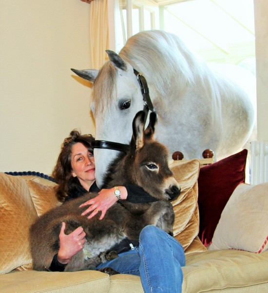 英国女子家中养驴和马做宠物 关系亲密(组图)