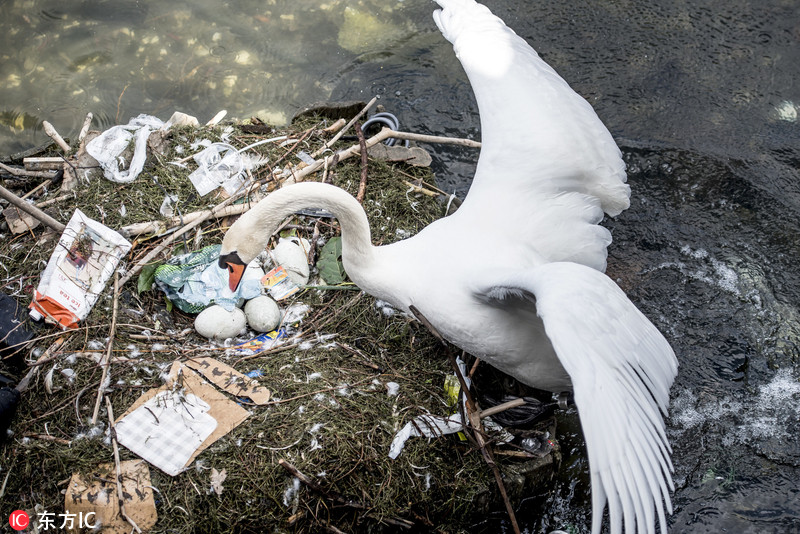 环境污染鸟类图片