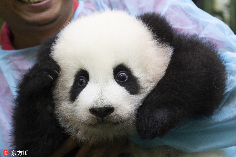 马来新生大熊猫宝宝首亮相 小手捂耳萌翻了