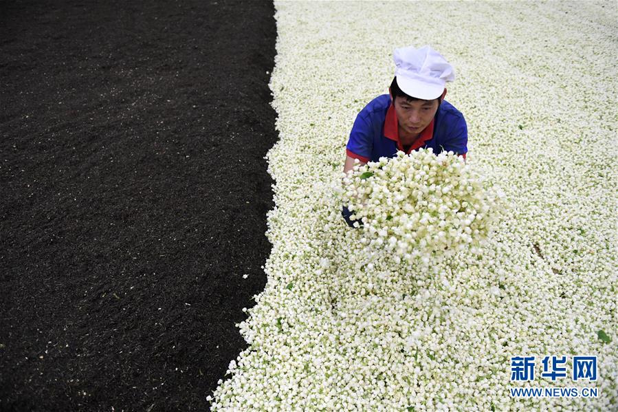 广西横县茉莉花茶加工忙