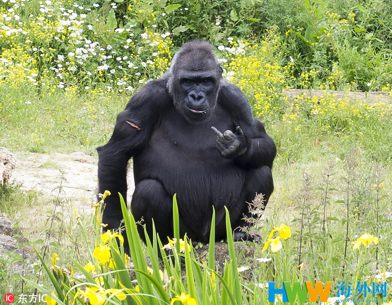 不满被观赏英国动物大猩猩朝游客竖中指