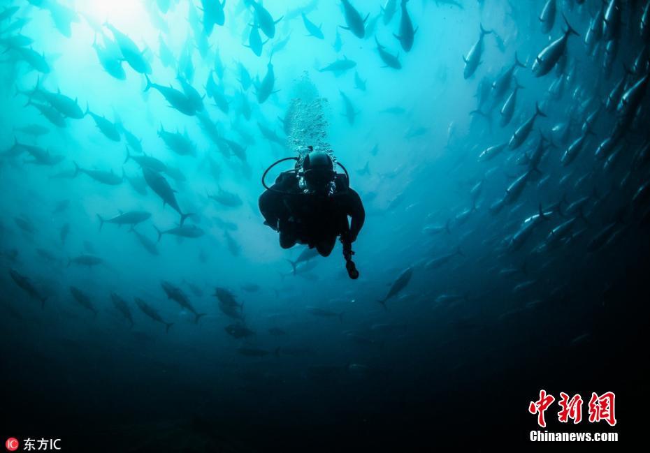 實拍土耳其漁場 飼養員潛水深入金槍魚