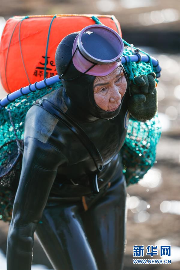 韩国济州岛海女徒手潜水捕捞大多数年龄已超50岁